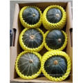 Fresh Baby Pumkin Fresh Pumpkin, Fresh Mini Pumpkin Wholesale High Quality